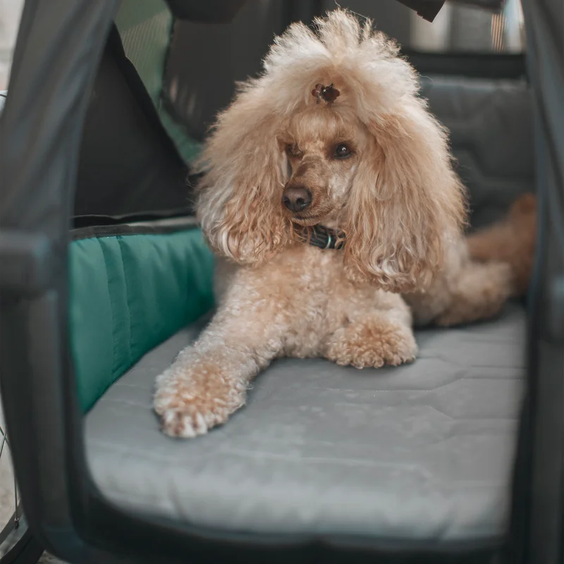 A light brown poodle laying inside a cushioned Thule Bexey dog bike trailer.