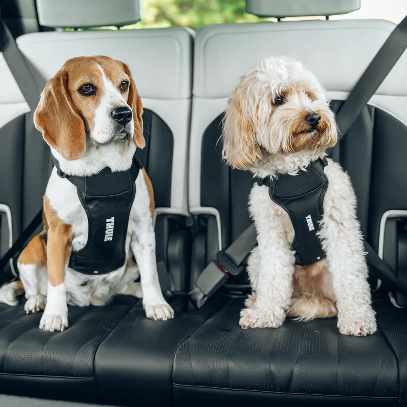Two dogs sitting on the back seat of a car, each securely strapped in with a Thule Cappy dog car harness.