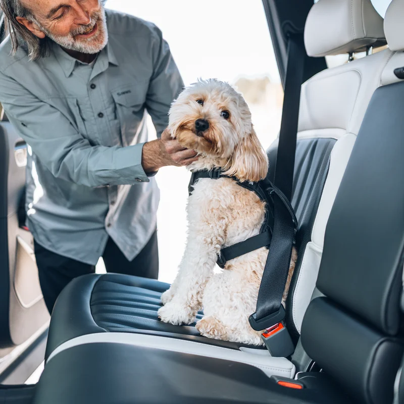 A man petting a dog secured in the back seat of a car with a Thule Cappy dog car harness.