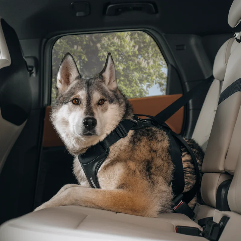 A large grey, white, and brown dog lies in the backseat, securely strapped in with the Thule Cappy dog car harness.