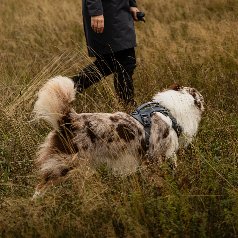 A brown and white dog wearing a Thule Dart harness in dark slate walking through tall golden grass beside a person dressed in dark outdoor clothing.