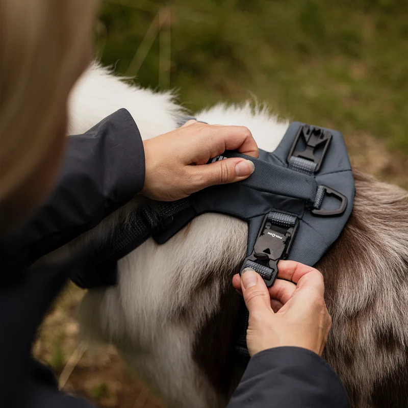 A person fastening the buckle of a Thule Dart harness in dark slate on a brown and white dog outdoors.